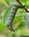 Azalea Caterpillar